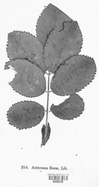 Diplocarpon rosae image